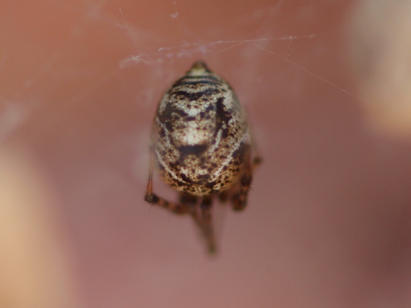 Parasteatoda sp.